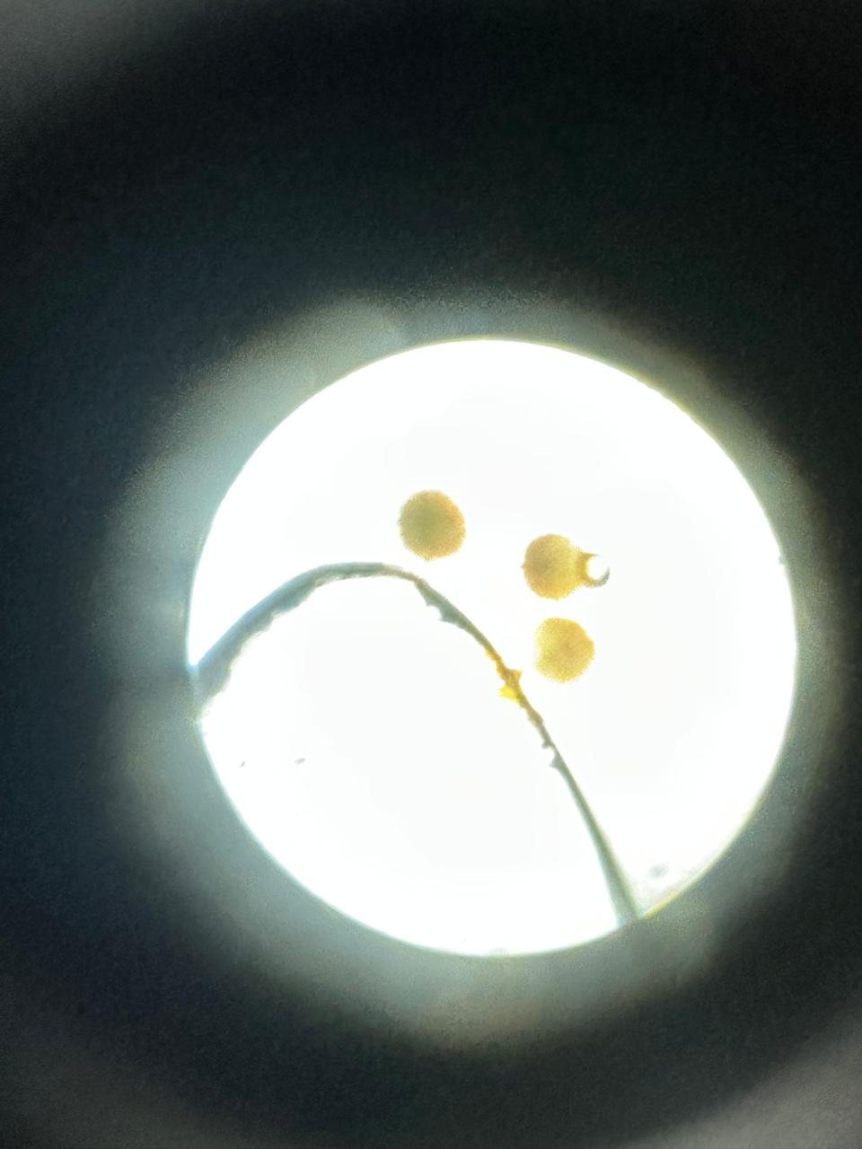 Biology By Sumita practical lab photo