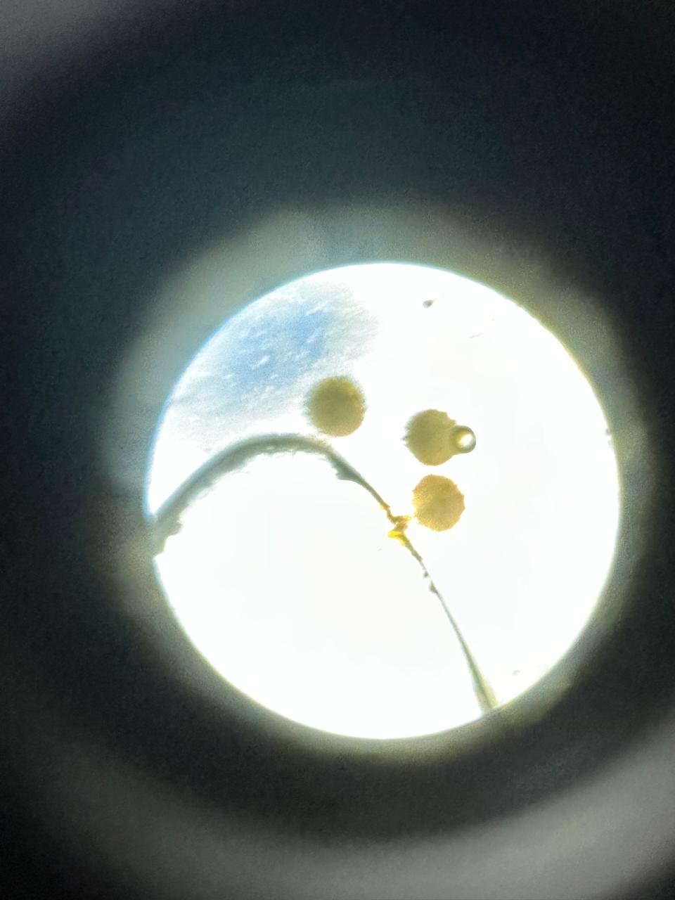 Biology By Sumita hands-on practical lab photo
